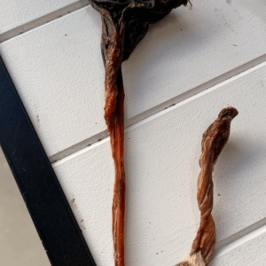 Air-dried Kangaroo Tendon Large