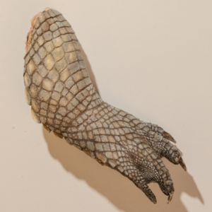 Pawdry Frezze-Dried Crocodile Feet